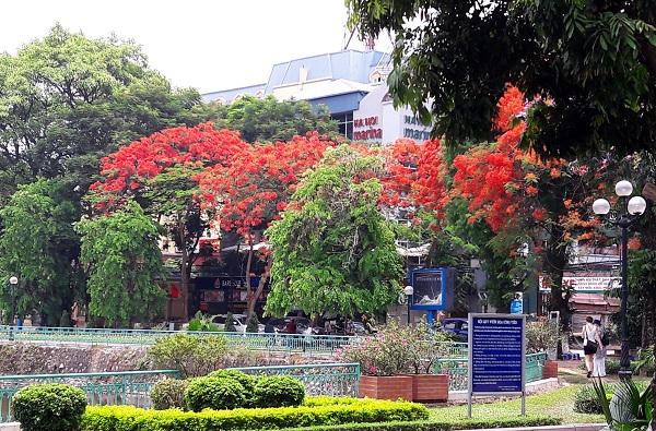 Sắc màu mùa hạ rực rỡ khắp Hà Thành