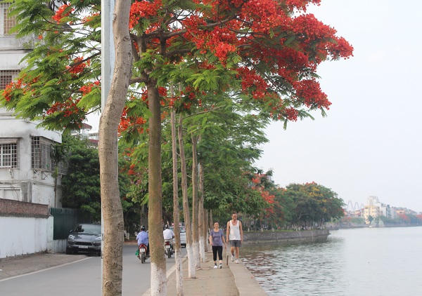 Sắc màu mùa hạ rực rỡ khắp Hà Thành