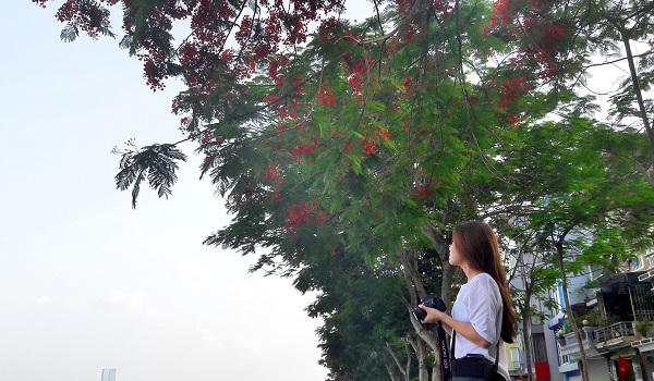 Sắc màu mùa hạ rực rỡ khắp Hà Thành