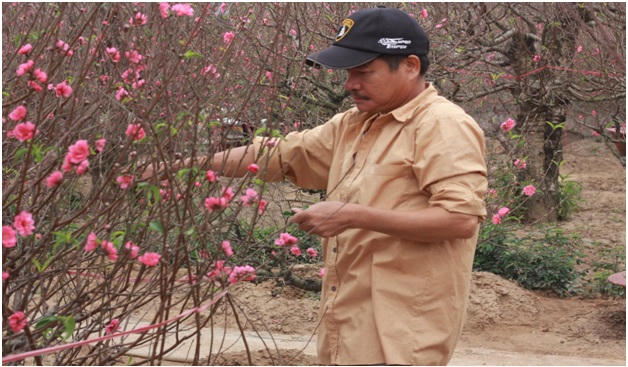 Đào nở sớm, quất Tết giữ giá