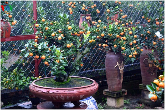 Đào nở sớm, quất Tết giữ giá