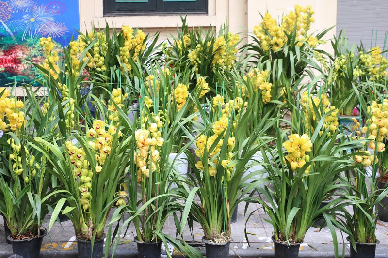 Hoa giả tràn ngập tại chợ hoa 500 năm tuổi