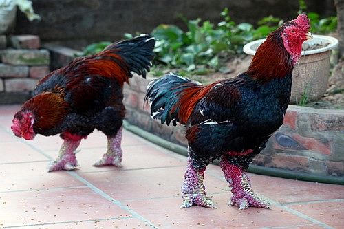 Đại gia săn 'linh vật' Tết