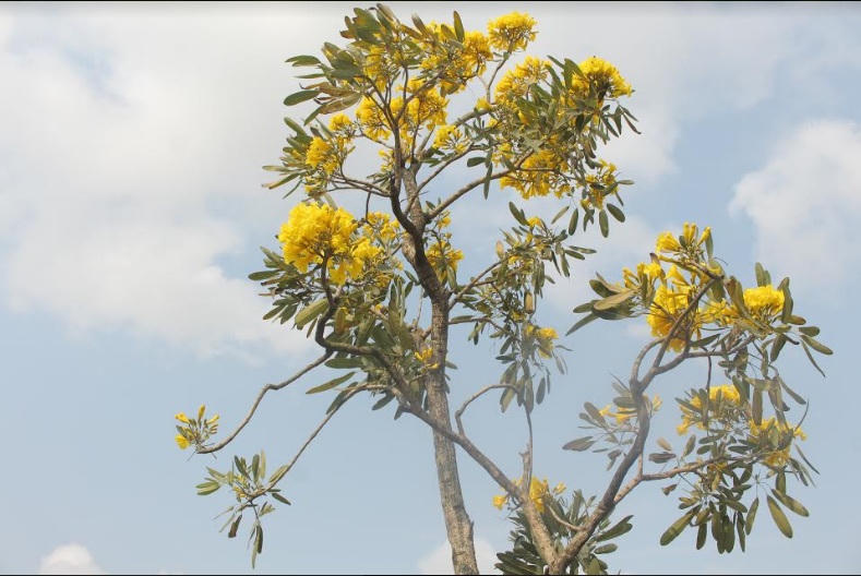 Xao xuyến đến nao lòng khi hoa chuông vào mùa vàng rực ở Ninh Bình