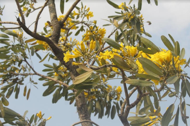 Xao xuyến đến nao lòng khi hoa chuông vào mùa vàng rực ở Ninh Bình