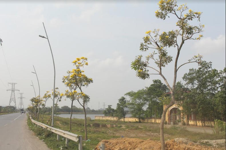 Xao xuyến đến nao lòng khi hoa chuông vào mùa vàng rực ở Ninh Bình