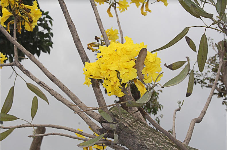 Xao xuyến đến nao lòng khi hoa chuông vào mùa vàng rực ở Ninh Bình