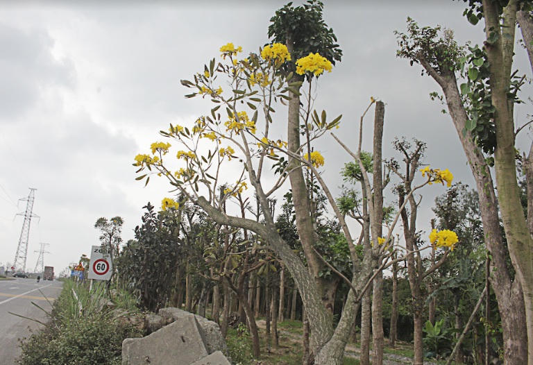 Xao xuyến đến nao lòng khi hoa chuông vào mùa vàng rực ở Ninh Bình