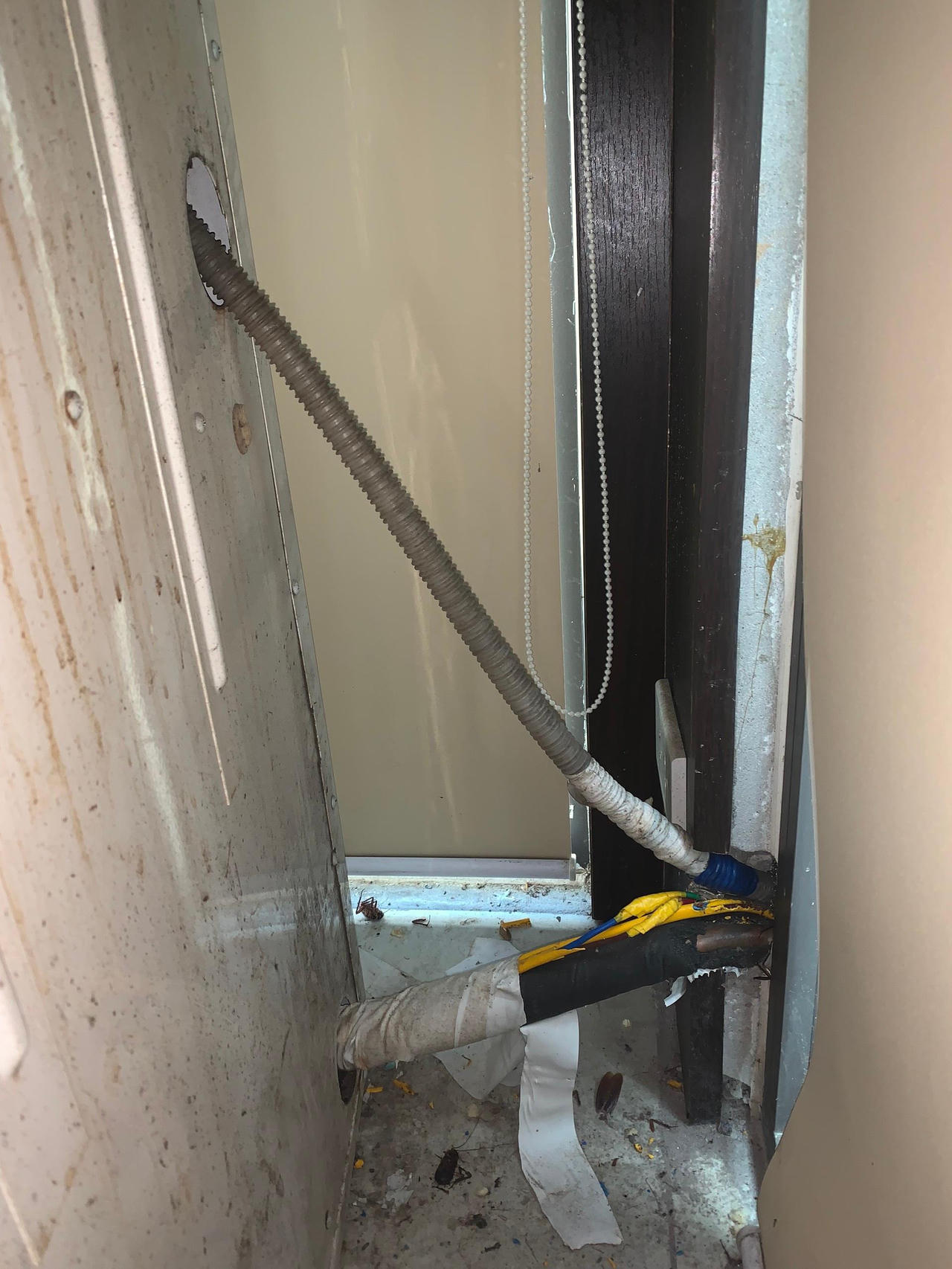 Chuột, nhện, gián... 'tấn công' nhà hàng tại Hà Nội