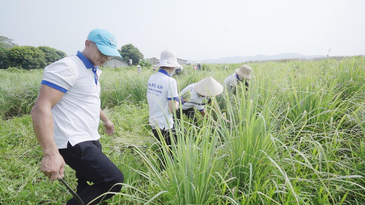  Tinh dầu sả chanh Đại Phú An đạt chứng nhận OCOP 3 sao là sản phẩm thuần thiên nhiên