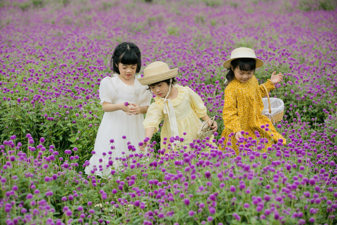 Mãn nhãn với hình ảnh siêu yêu của những bé gái trên cánh đồng hoa bách nhật 