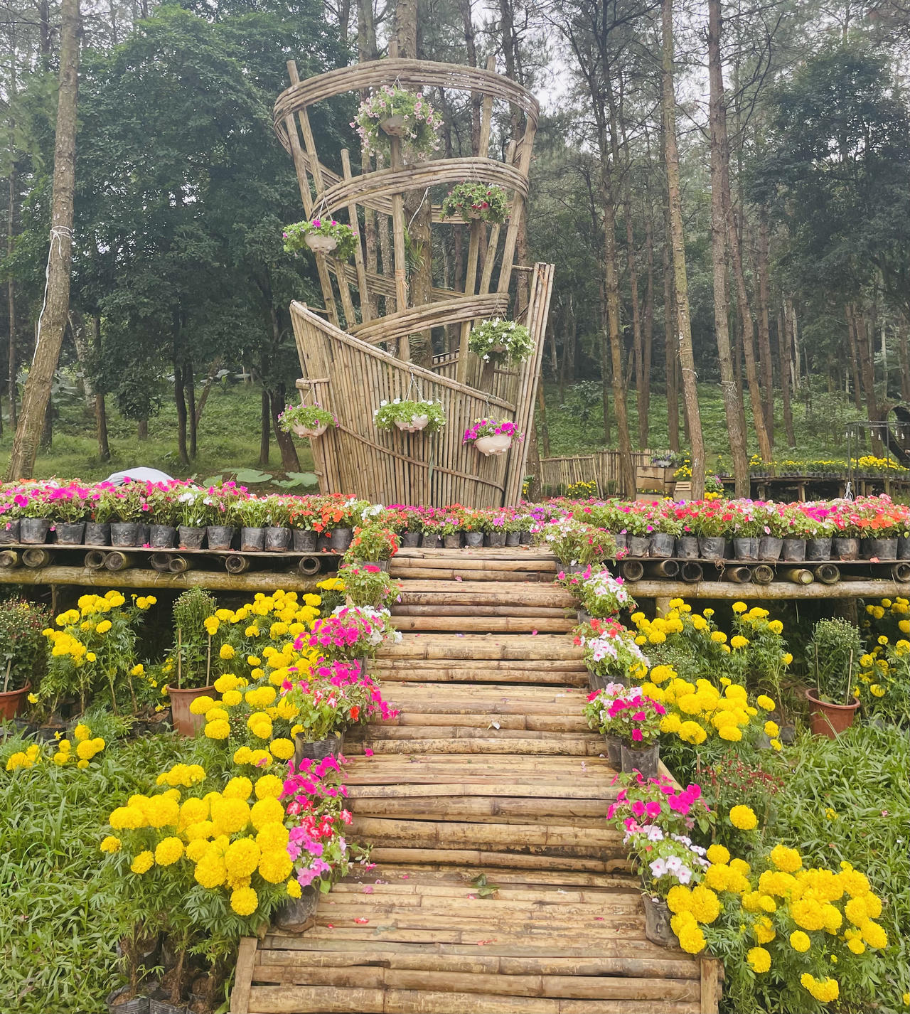 Du khách đổ về Medi Thiên Sơn chiêm ngưỡng Lễ hội hoa cúc