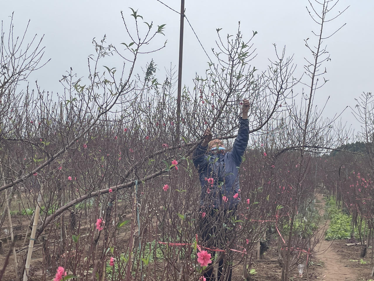 Mưa lạnh, 'thủ phủ' đào Nhật Tân thấp thỏm lo vụ Tết