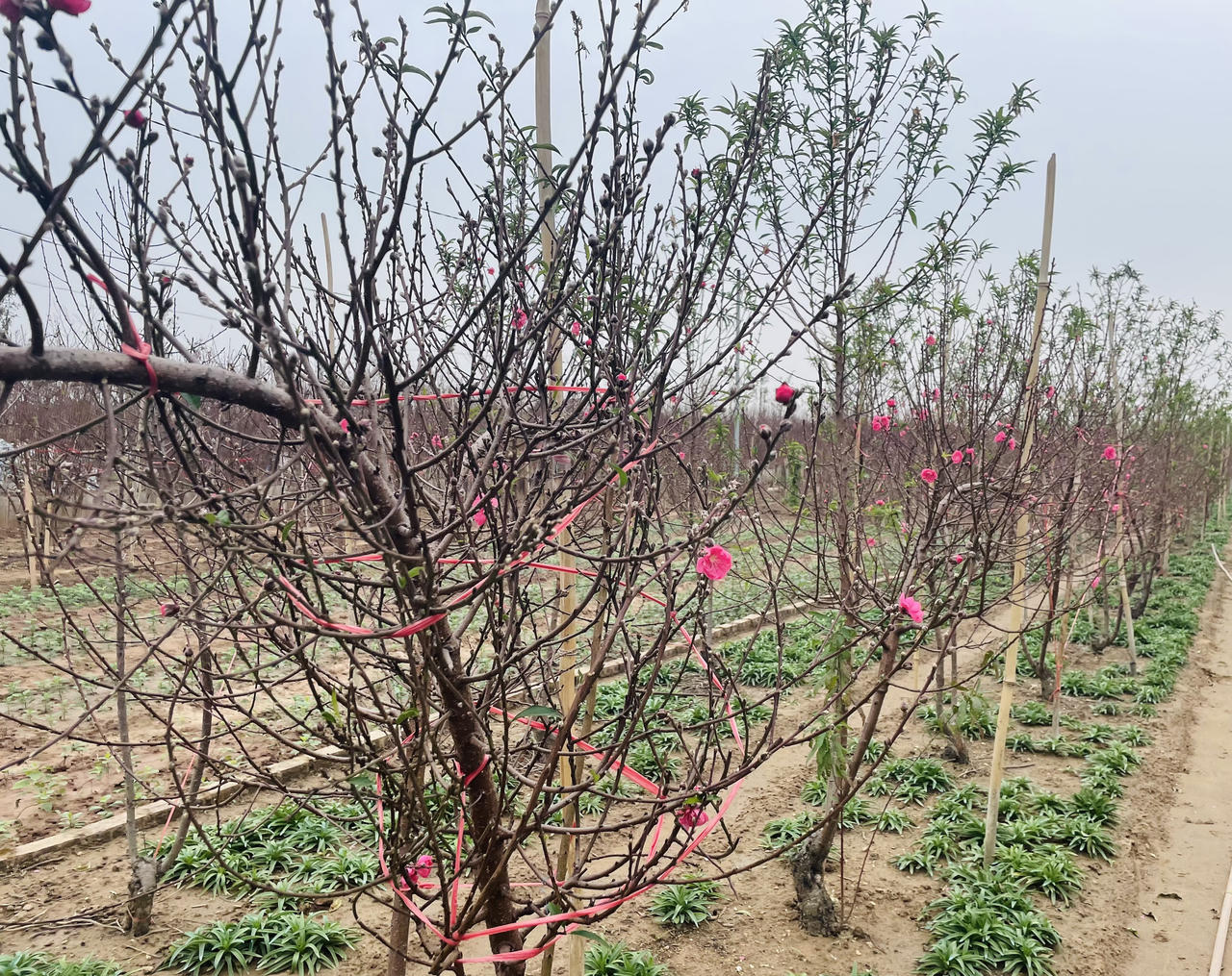 Mưa lạnh, 'thủ phủ' đào Nhật Tân thấp thỏm lo vụ Tết