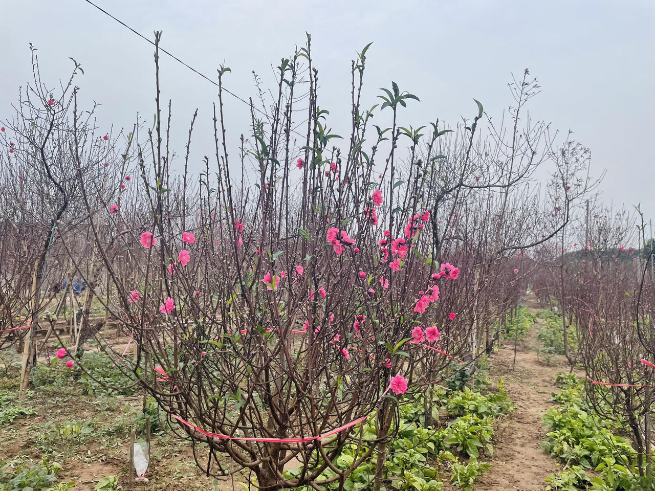 Mưa lạnh, 'thủ phủ' đào Nhật Tân thấp thỏm lo vụ Tết