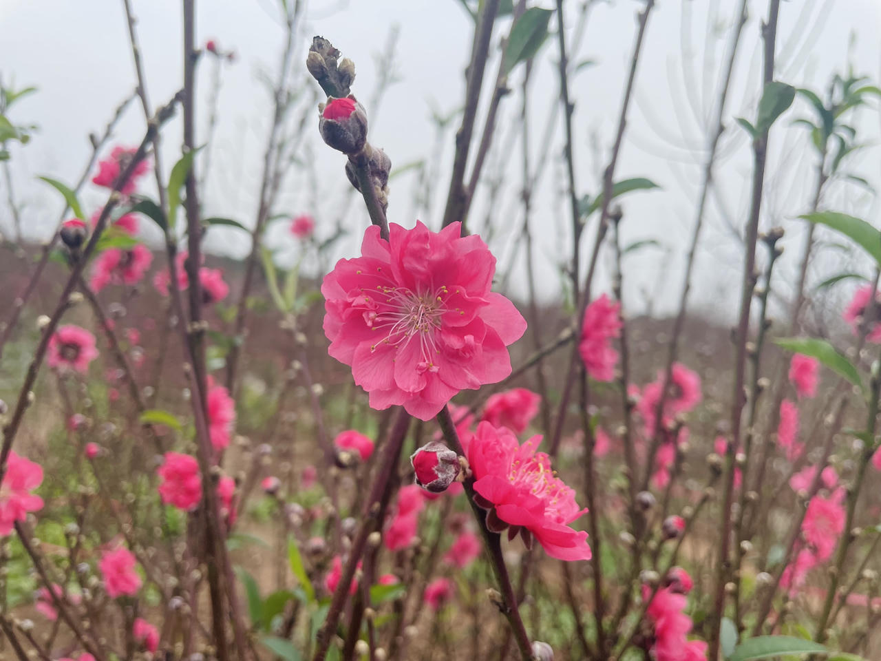 Mưa lạnh, 'thủ phủ' đào Nhật Tân thấp thỏm lo vụ Tết