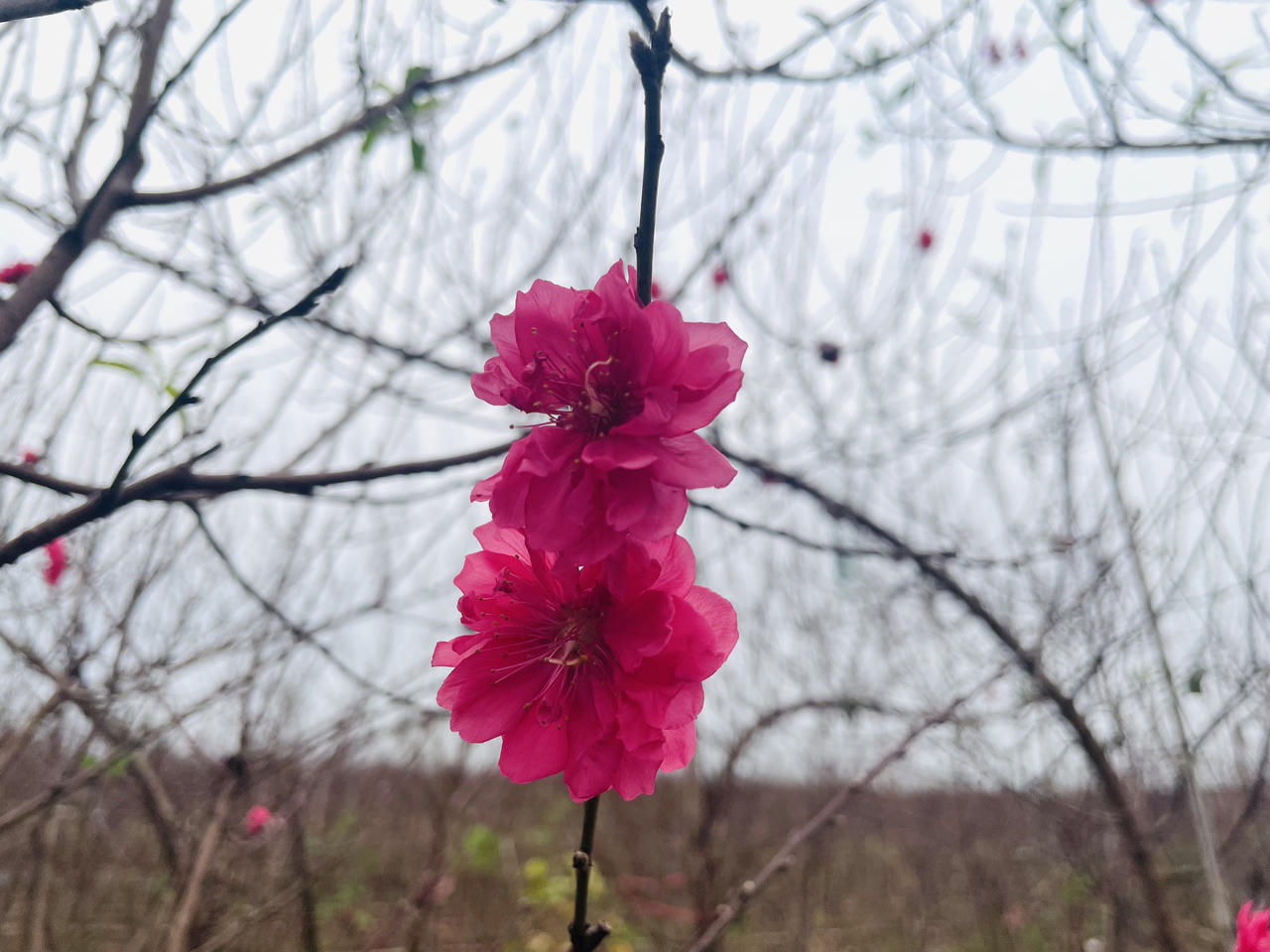 Mưa lạnh, 'thủ phủ' đào Nhật Tân thấp thỏm lo vụ Tết