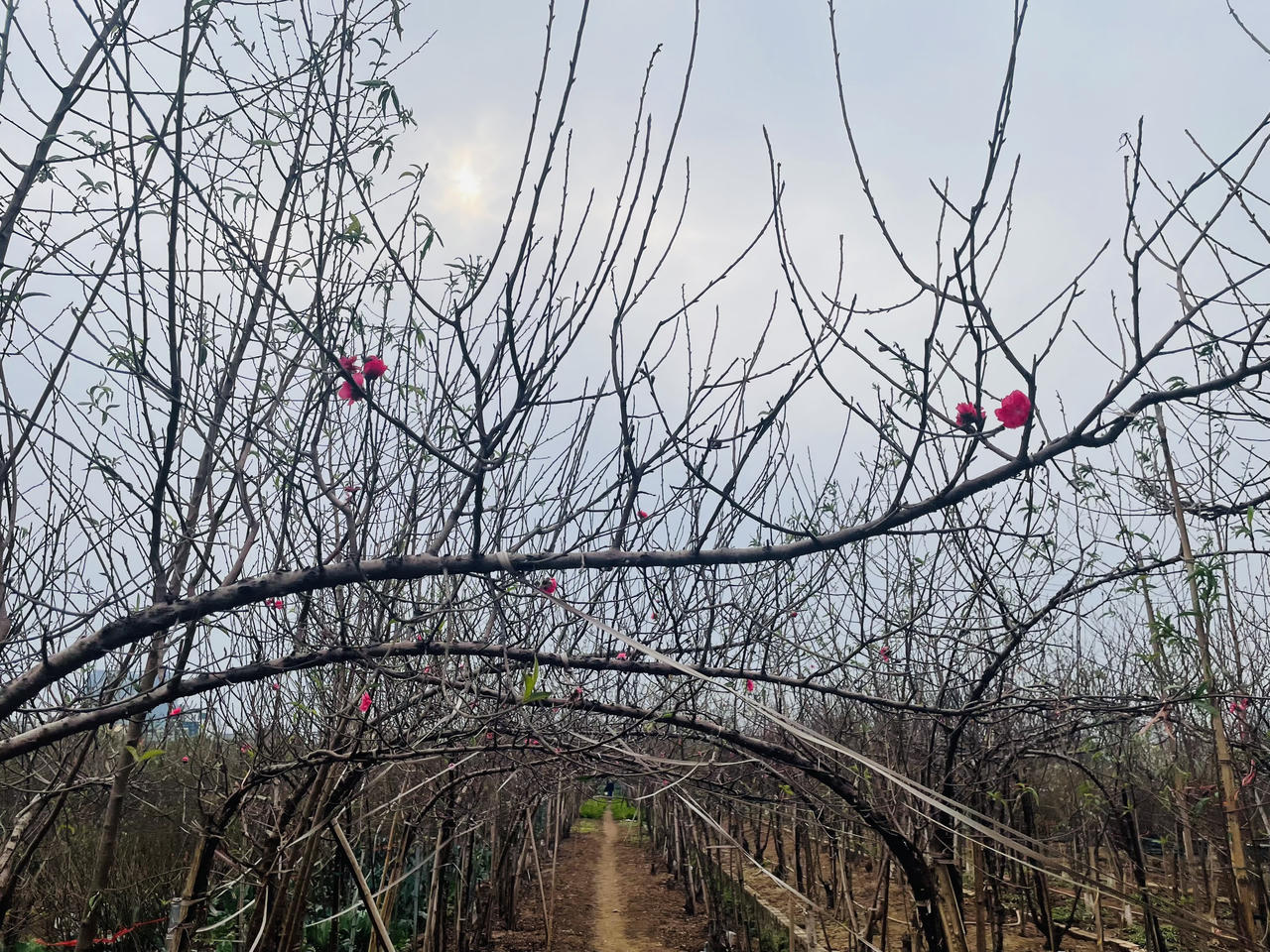 Mưa lạnh, 'thủ phủ' đào Nhật Tân thấp thỏm lo vụ Tết