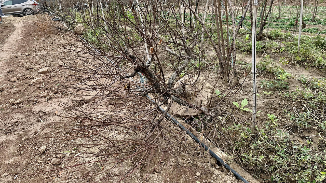 Mưa lạnh, 'thủ phủ' đào Nhật Tân thấp thỏm lo vụ Tết