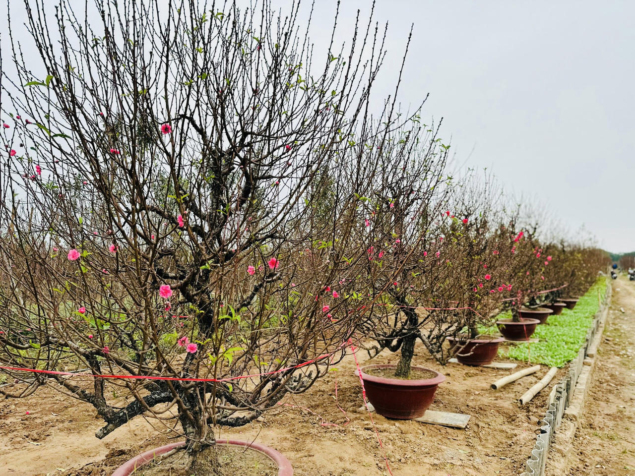 Mưa lạnh, 'thủ phủ' đào Nhật Tân thấp thỏm lo vụ Tết