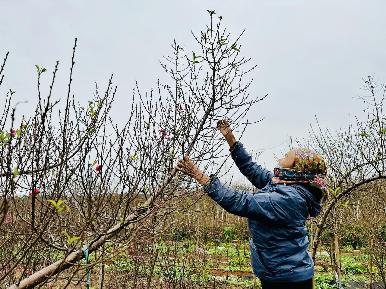 Mưa lạnh, 'thủ phủ' đào Nhật Tân thấp thỏm lo vụ Tết