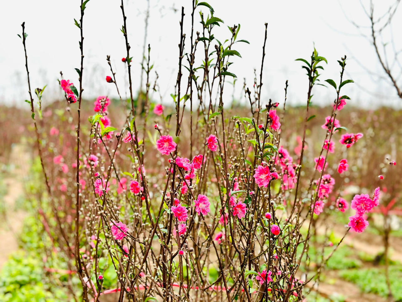 Mưa lạnh, 'thủ phủ' đào Nhật Tân thấp thỏm lo vụ Tết