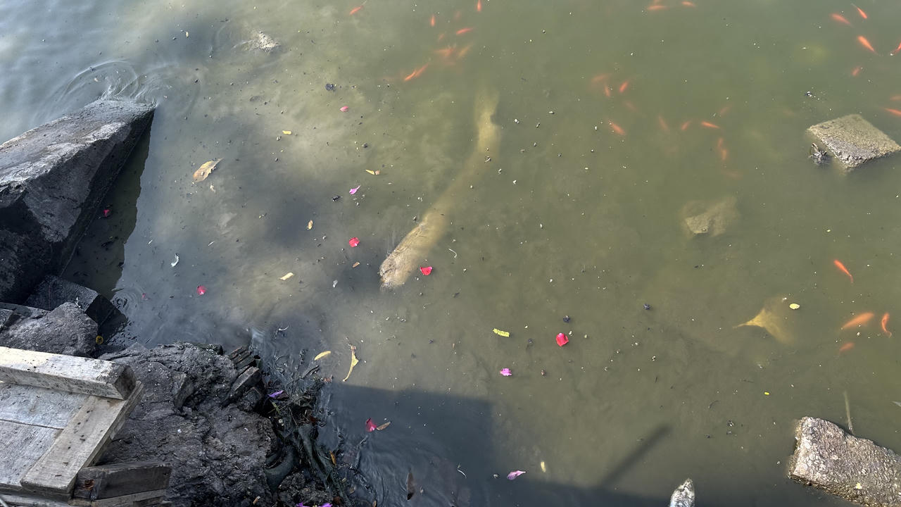 Cá chép tiễn ông Táo 'lên xe cảnh sát' Hà Nội ra sông Hồng 