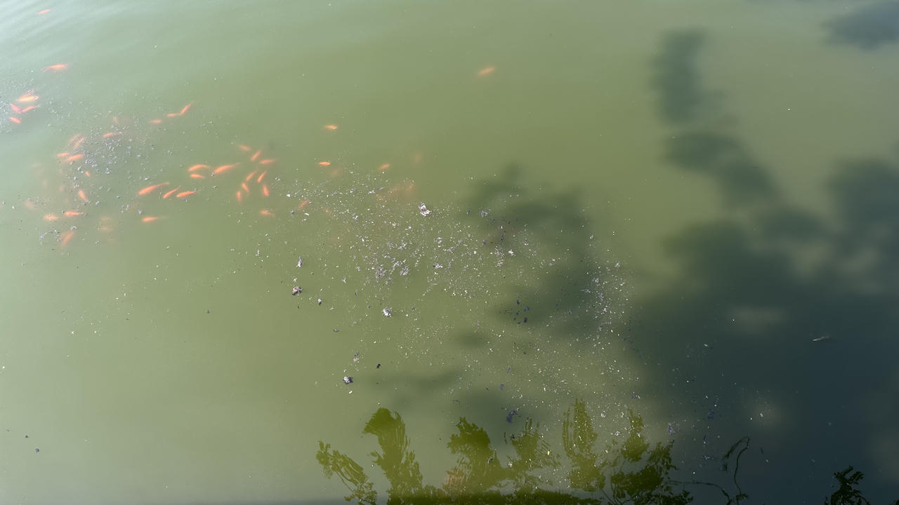 Cá chép tiễn ông Táo 'lên xe cảnh sát' Hà Nội ra sông Hồng 