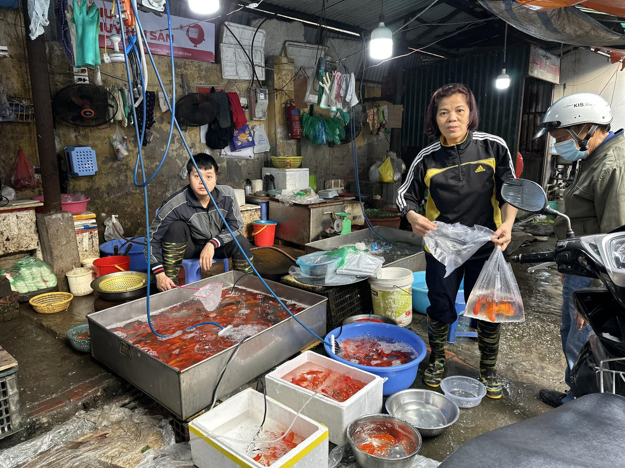 Ngày tiễn ông Công ông Táo, tiểu thương nhiều chợ Hà Nội ế cá chép