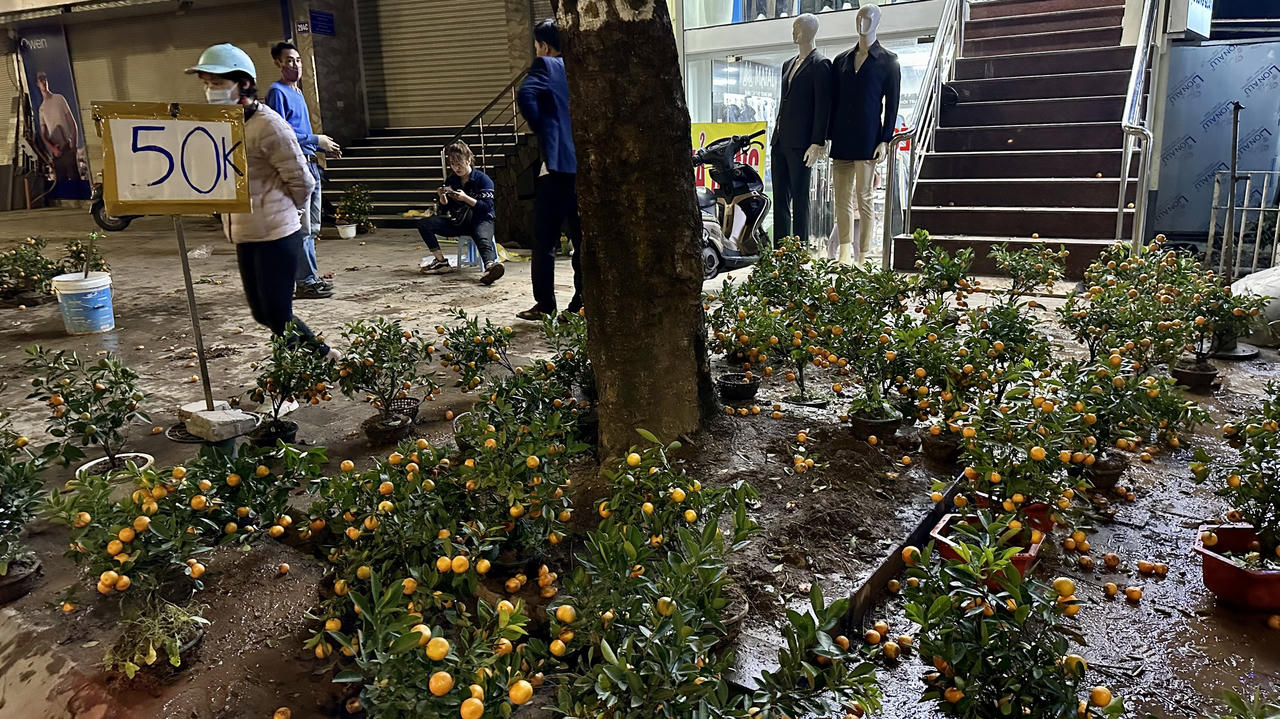 Chiều 30 Tết, đào 'ế' chặt chất thành đống bên đường phố Hà Nội 