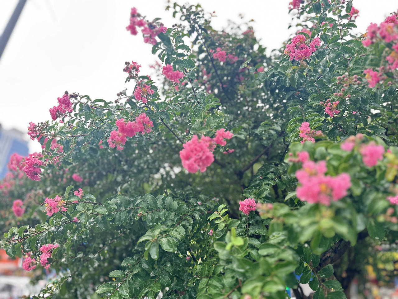 Tường vi 'cánh mỏng' rực rỡ trong mưa giữa Hà Nội