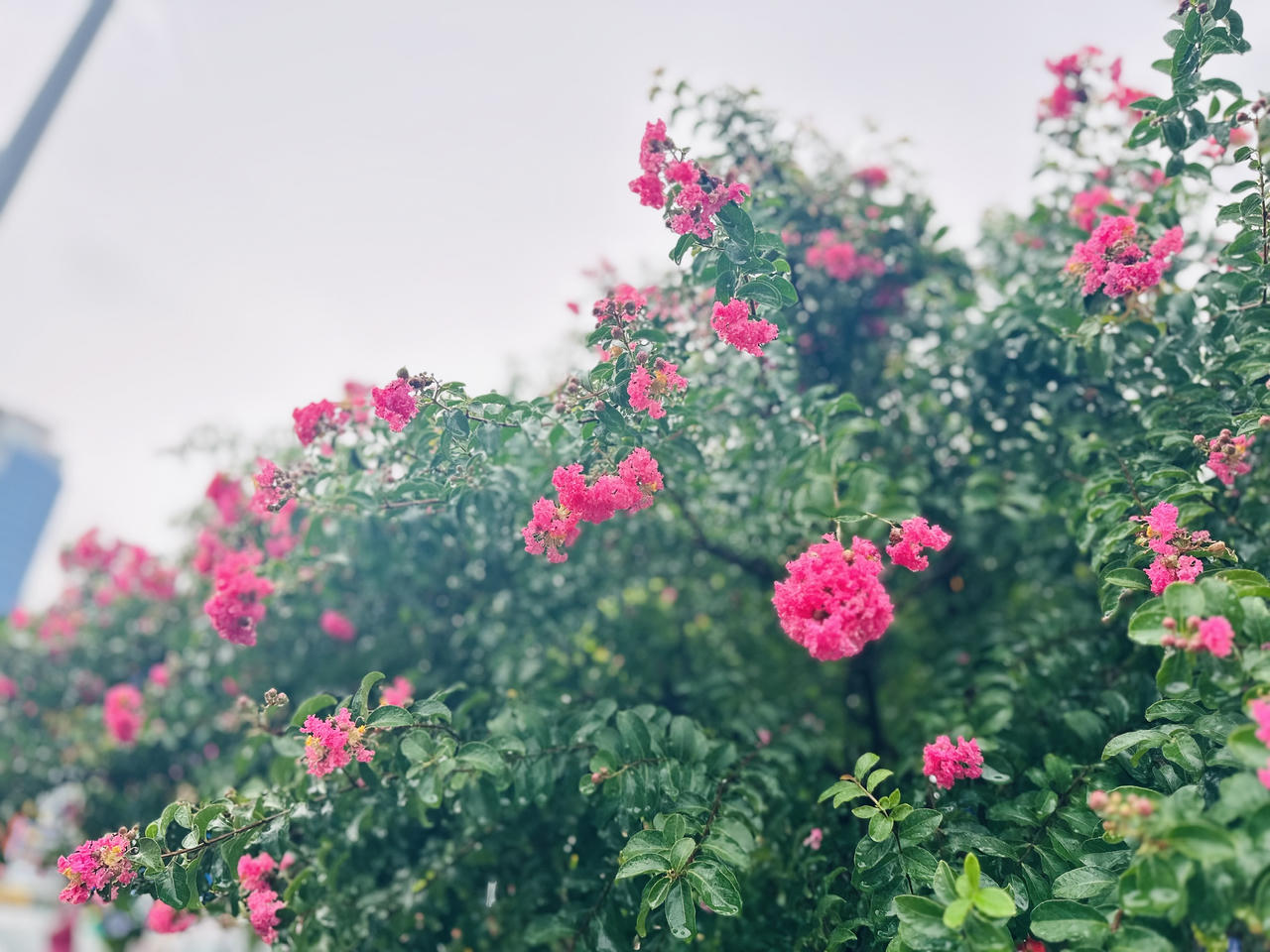 Tường vi 'cánh mỏng' rực rỡ trong mưa giữa Hà Nội