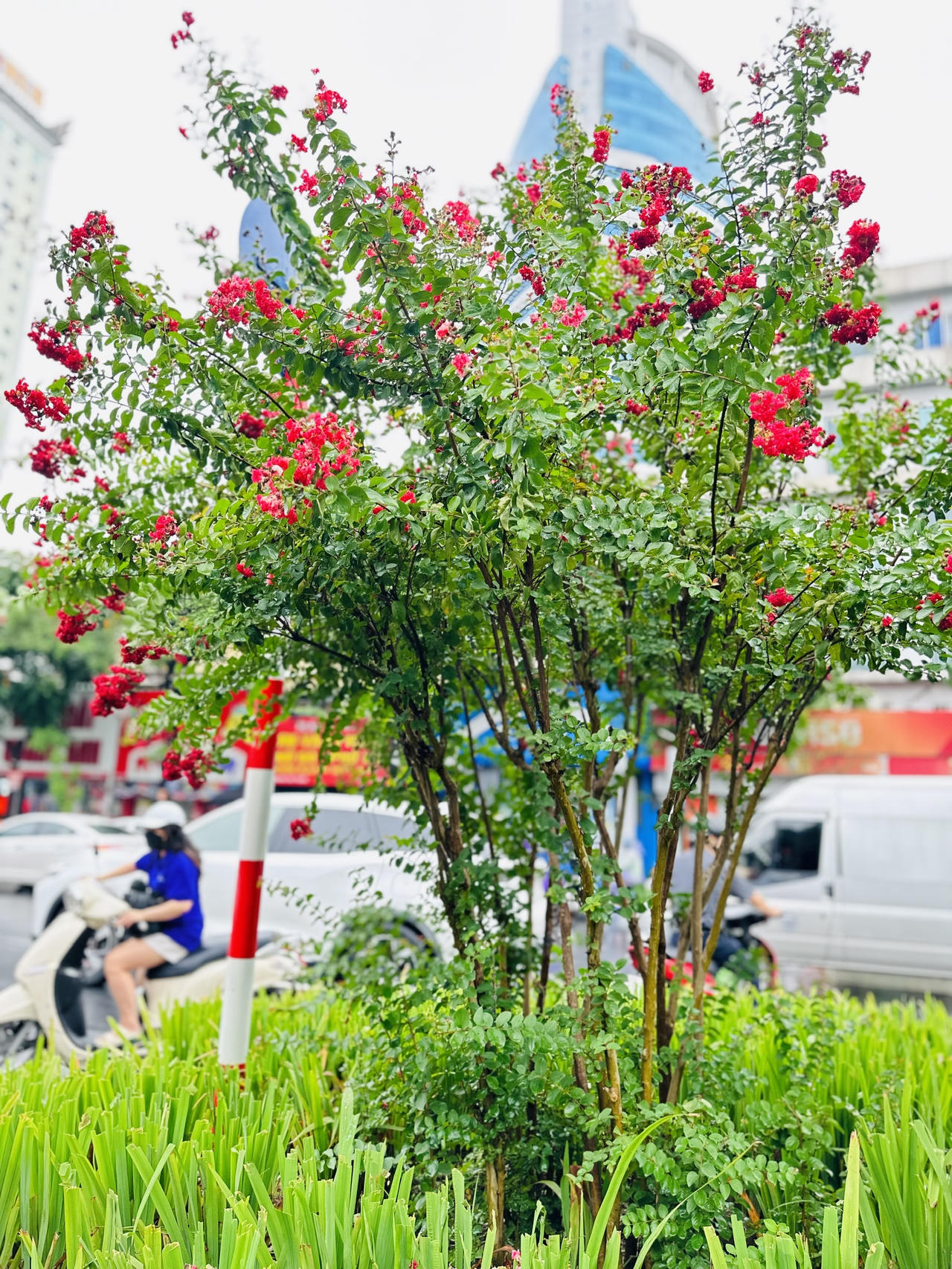 Tường vi 'cánh mỏng' rực rỡ trong mưa giữa Hà Nội