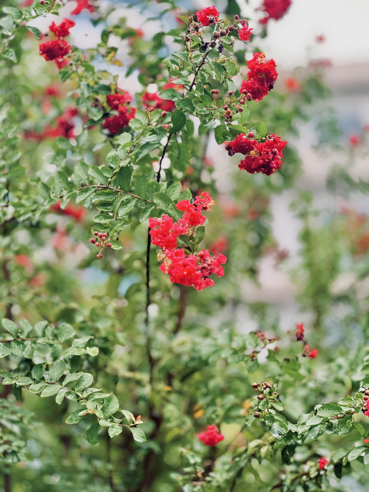 Tường vi 'cánh mỏng' rực rỡ trong mưa giữa Hà Nội