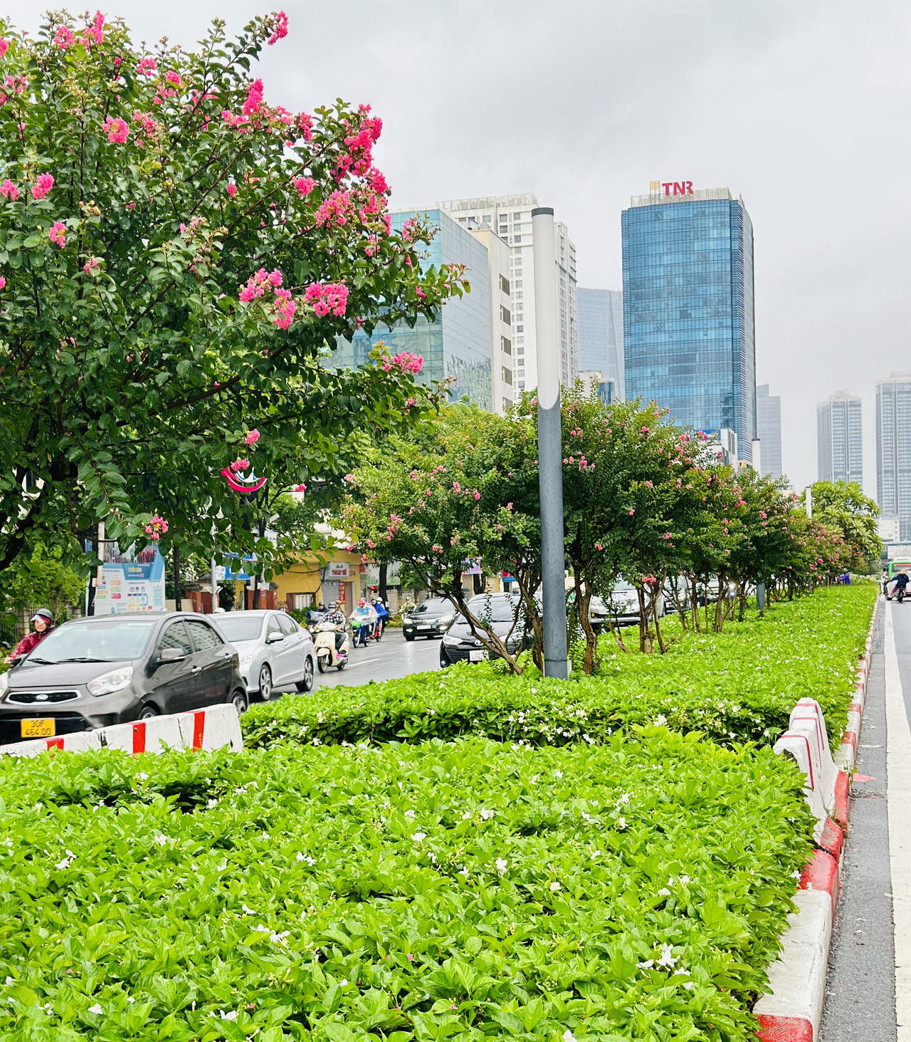 Tường vi 'cánh mỏng' rực rỡ trong mưa giữa Hà Nội