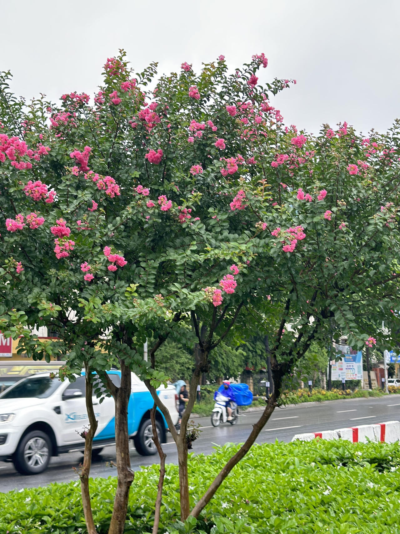 Tường vi 'cánh mỏng' rực rỡ trong mưa giữa Hà Nội