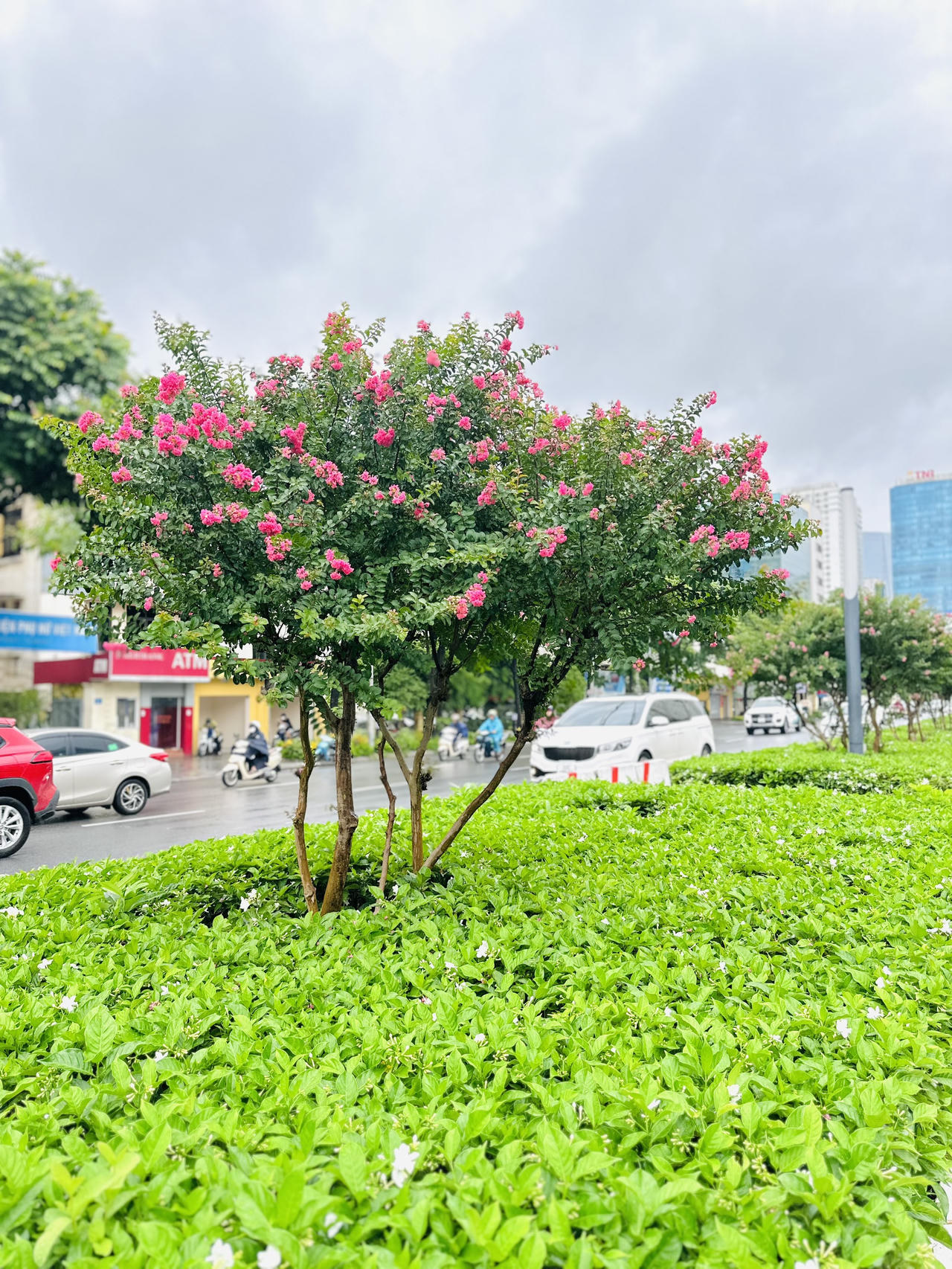 Tường vi 'cánh mỏng' rực rỡ trong mưa giữa Hà Nội