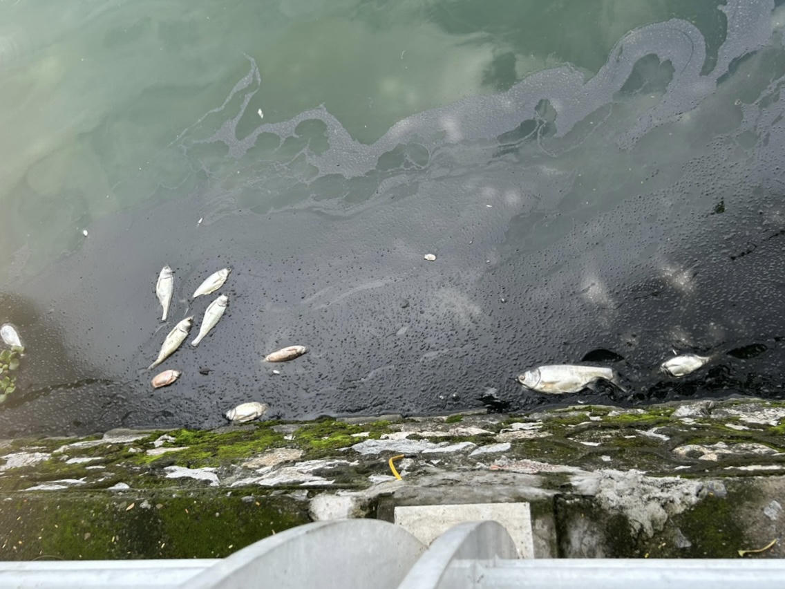 Xác định nguyên nhân cá chết trắng ở Hồ Tây những ngày gần đây