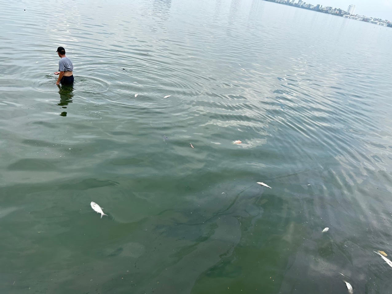 Xác định nguyên nhân cá chết trắng ở Hồ Tây những ngày gần đây