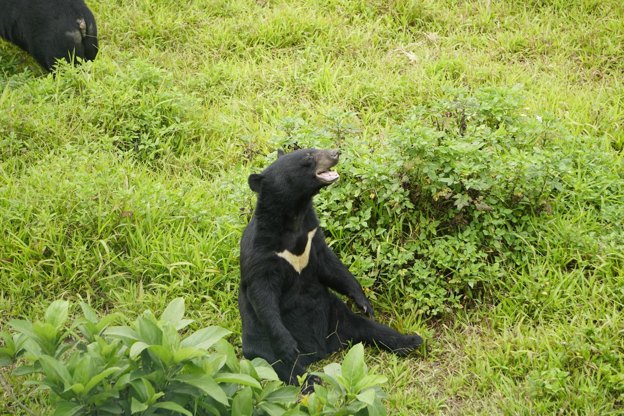 Sự 'bắt tay' của nhà làm phim và nhà bảo tồn thiên nhiên