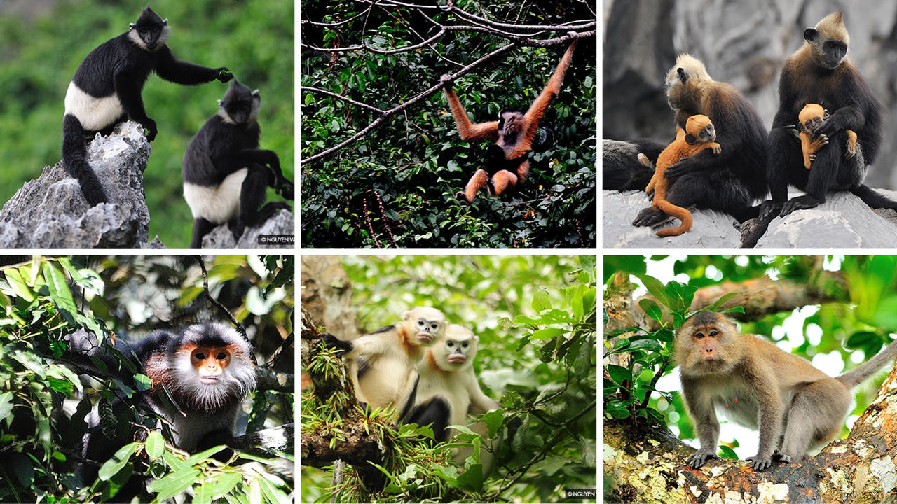 Quyết sách dài hạn để bảo tồn khẩn cấp các loài linh trưởng
