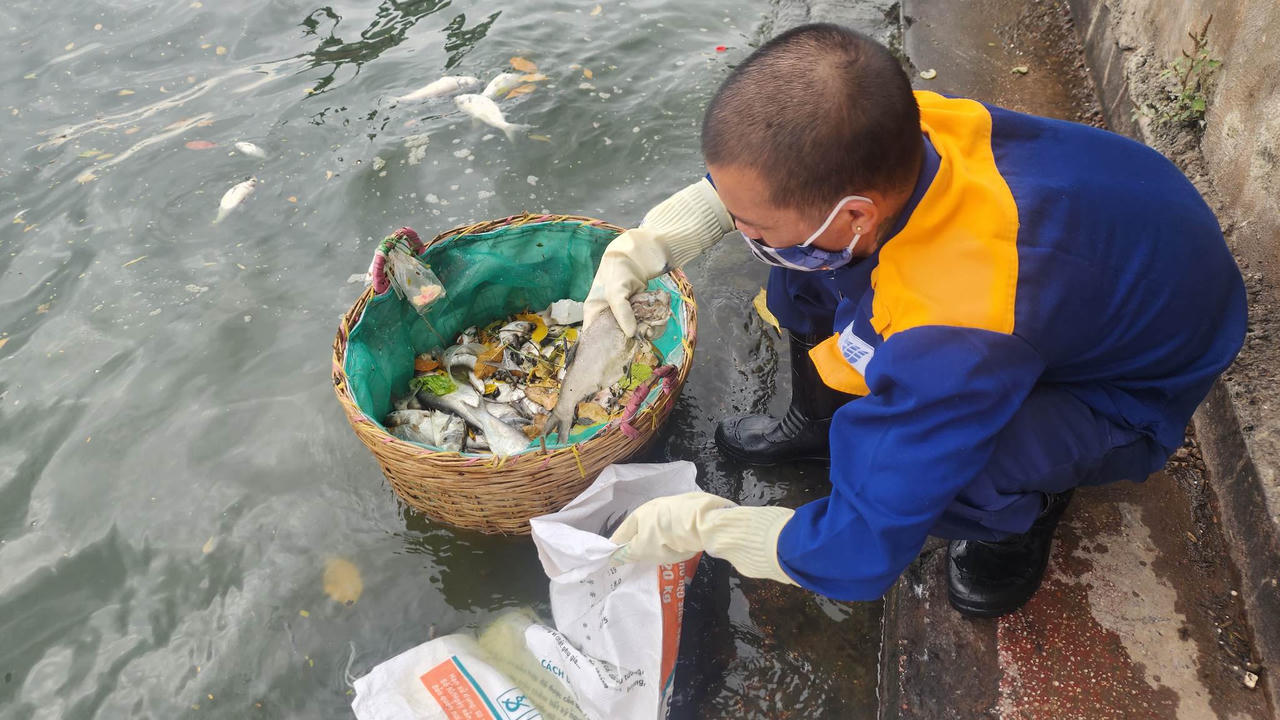 Cần có phương án xử lý hiện tượng cá chết bất thường trên hồ Tây (Hà Nội)