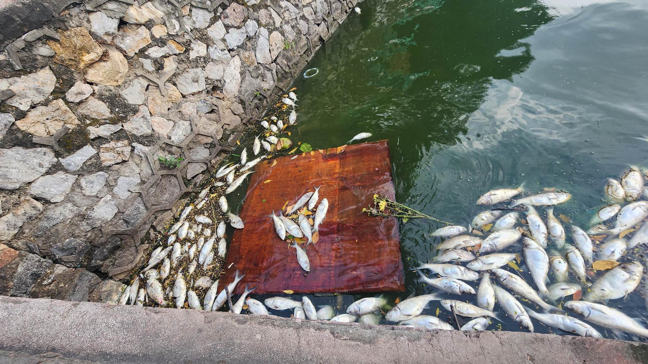 Cần có phương án xử lý hiện tượng cá chết bất thường trên hồ Tây (Hà Nội)