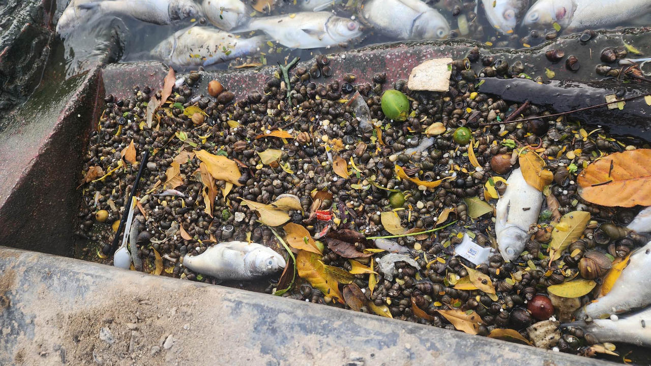 Cần có phương án xử lý hiện tượng cá chết bất thường trên hồ Tây (Hà Nội)