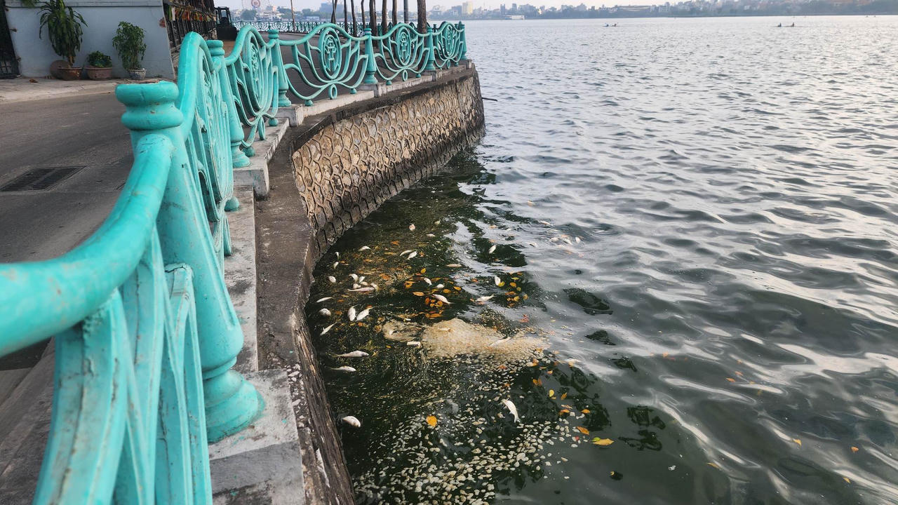 Cần có phương án xử lý hiện tượng cá chết bất thường trên hồ Tây (Hà Nội)