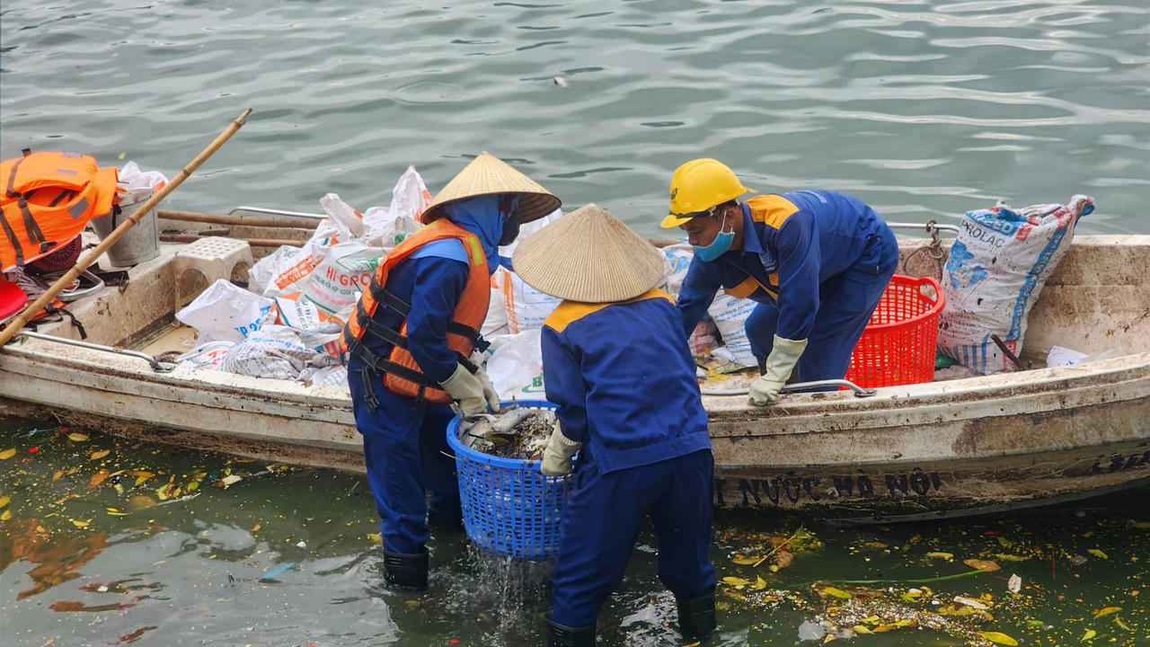 Cần có phương án xử lý hiện tượng cá chết bất thường trên hồ Tây (Hà Nội)