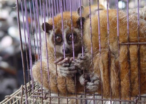 Cuốn sách ghi lại lịch sử 3 thập kỷ bảo tồn các loài thú trên cạn ở Việt Nam