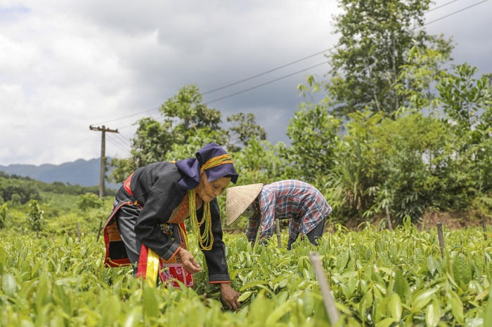 Quảng Ninh và tầm nhìn bền vững: Gìn giữ và phát huy những món quà quý từ thiên nhiên