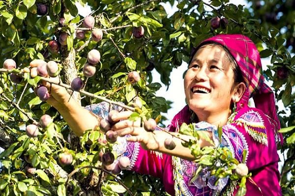 Mận máu tím đỏ Hoàng Su Phì 