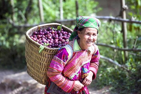 Mận máu tím đỏ Hoàng Su Phì 